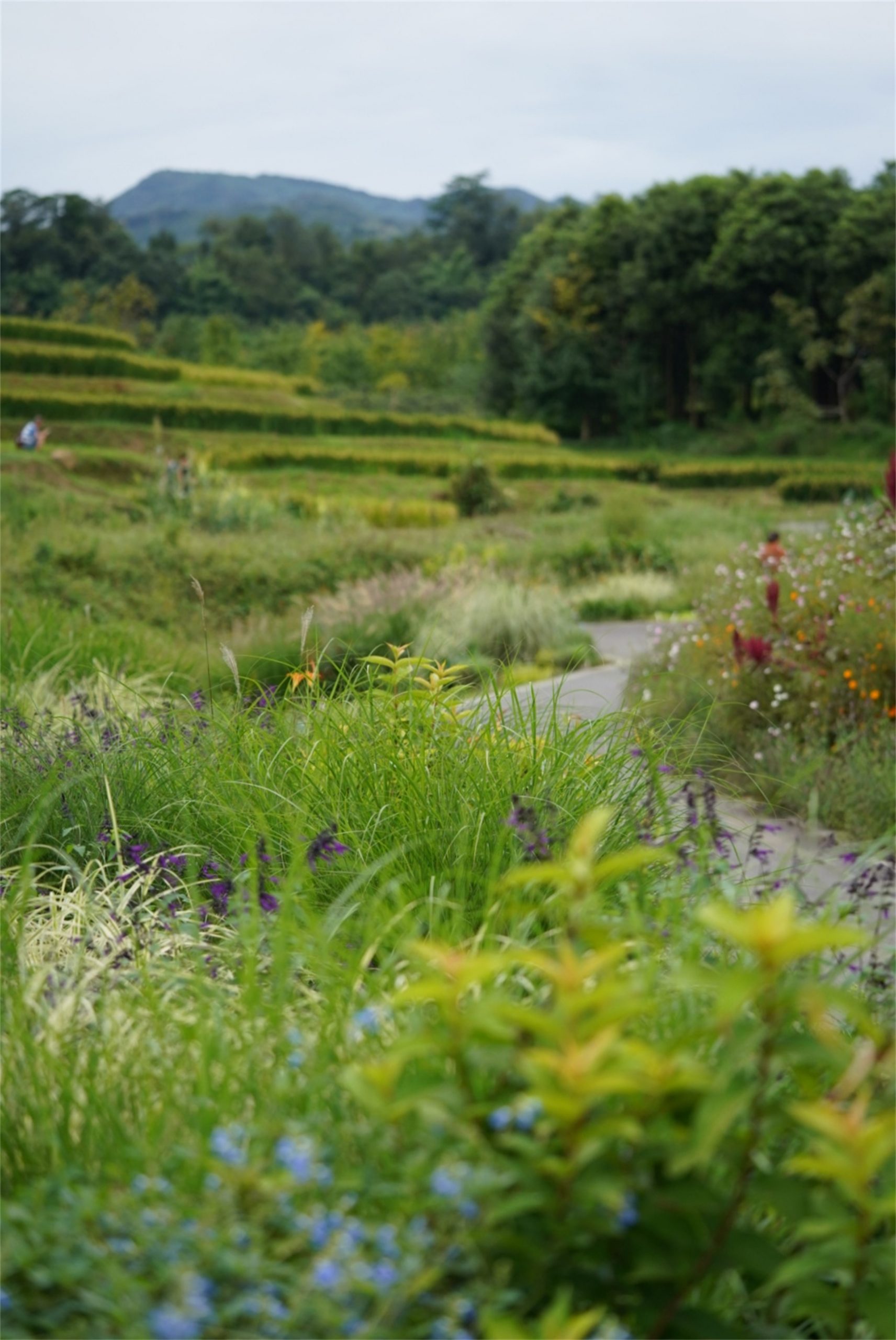 峨眉·高桥小镇丨中国眉山丨四川乐道景观设计有限公司-38