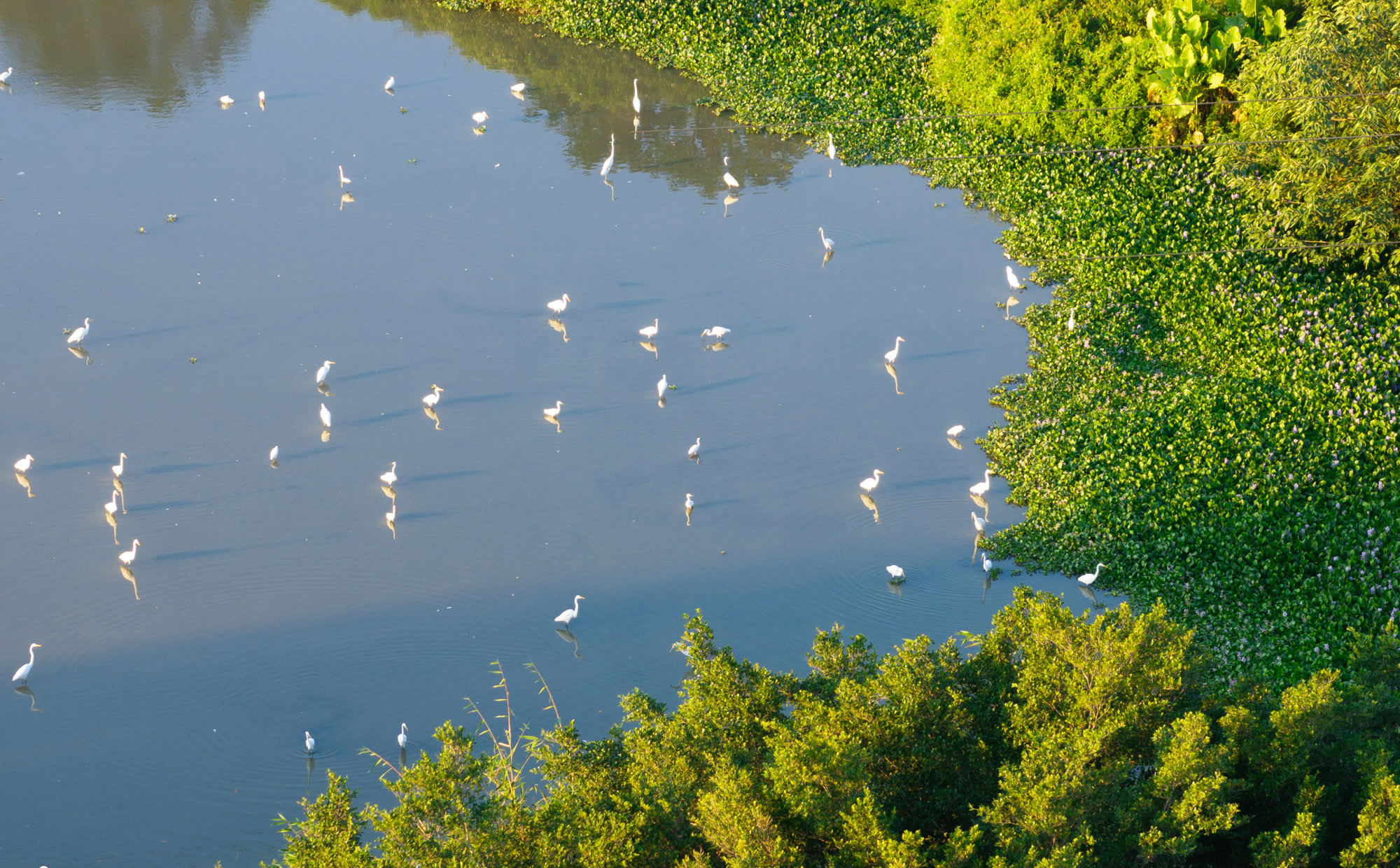 “鹭鸟天堂”中的隐奢大宅华润顺德澐璟丨中国佛山丨太璞建筑环境设计+道合设计-0