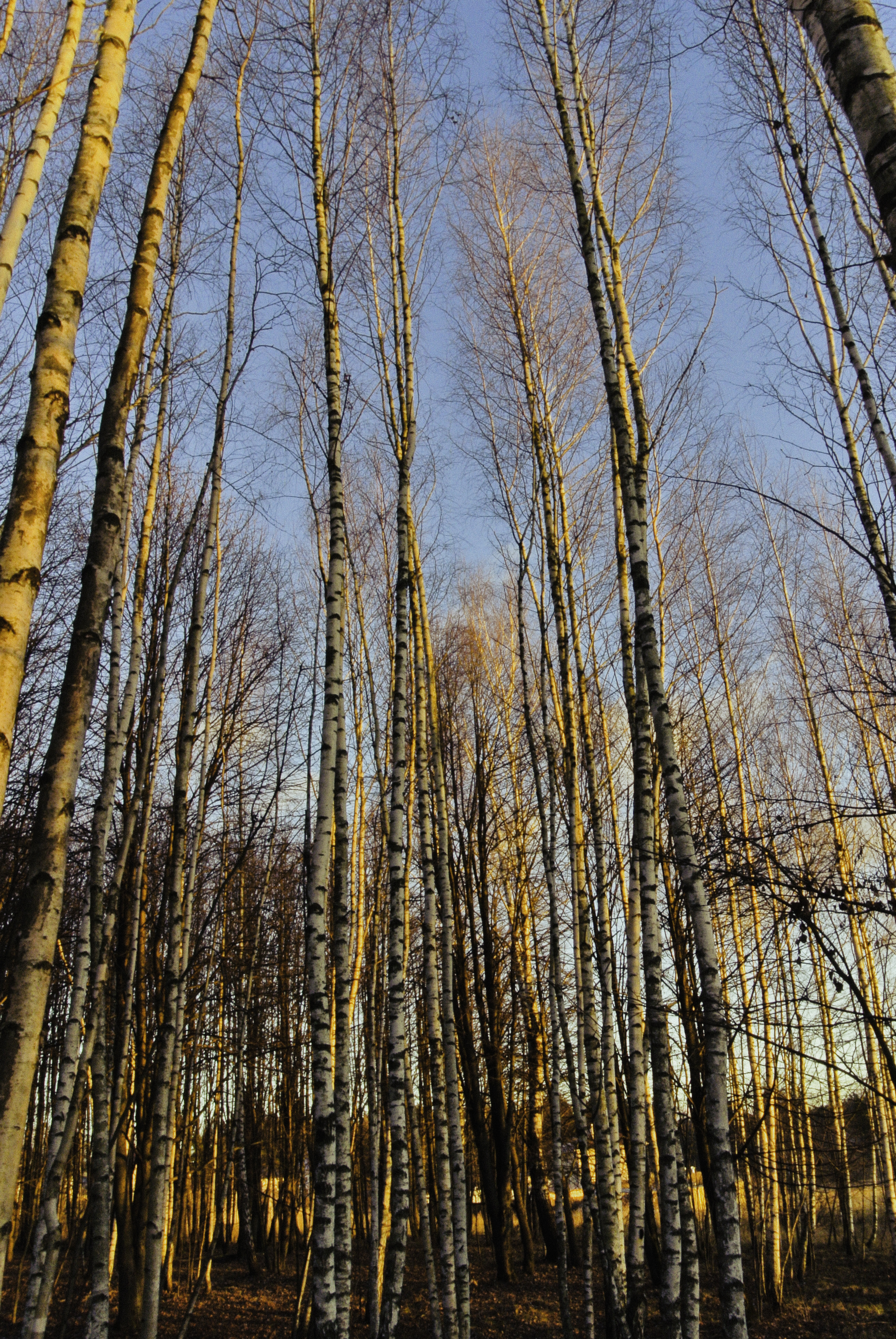 birches相关项目丨俄罗斯莫斯科丨信息未提及-4