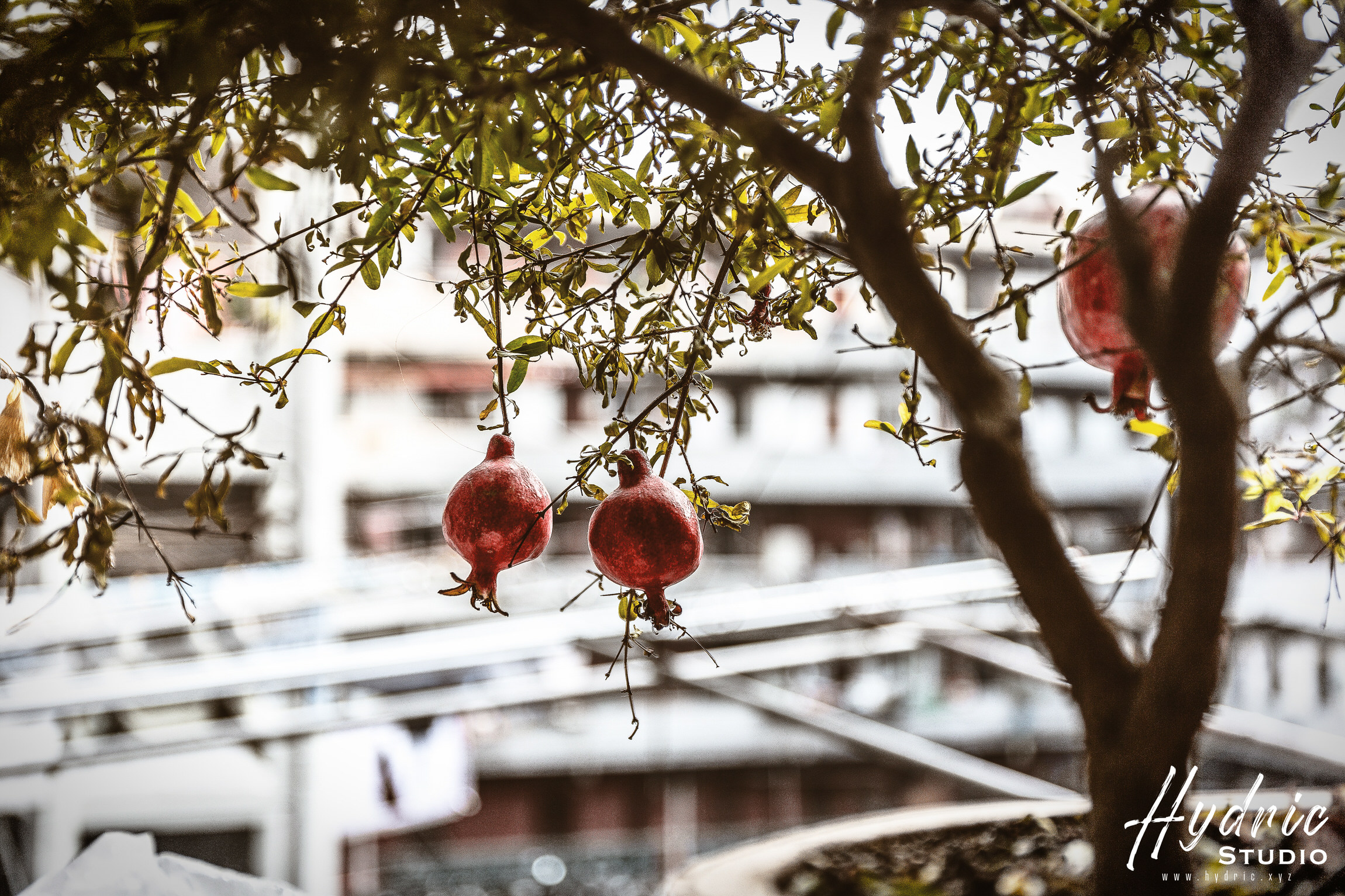 隆昌公寓 PART III-5