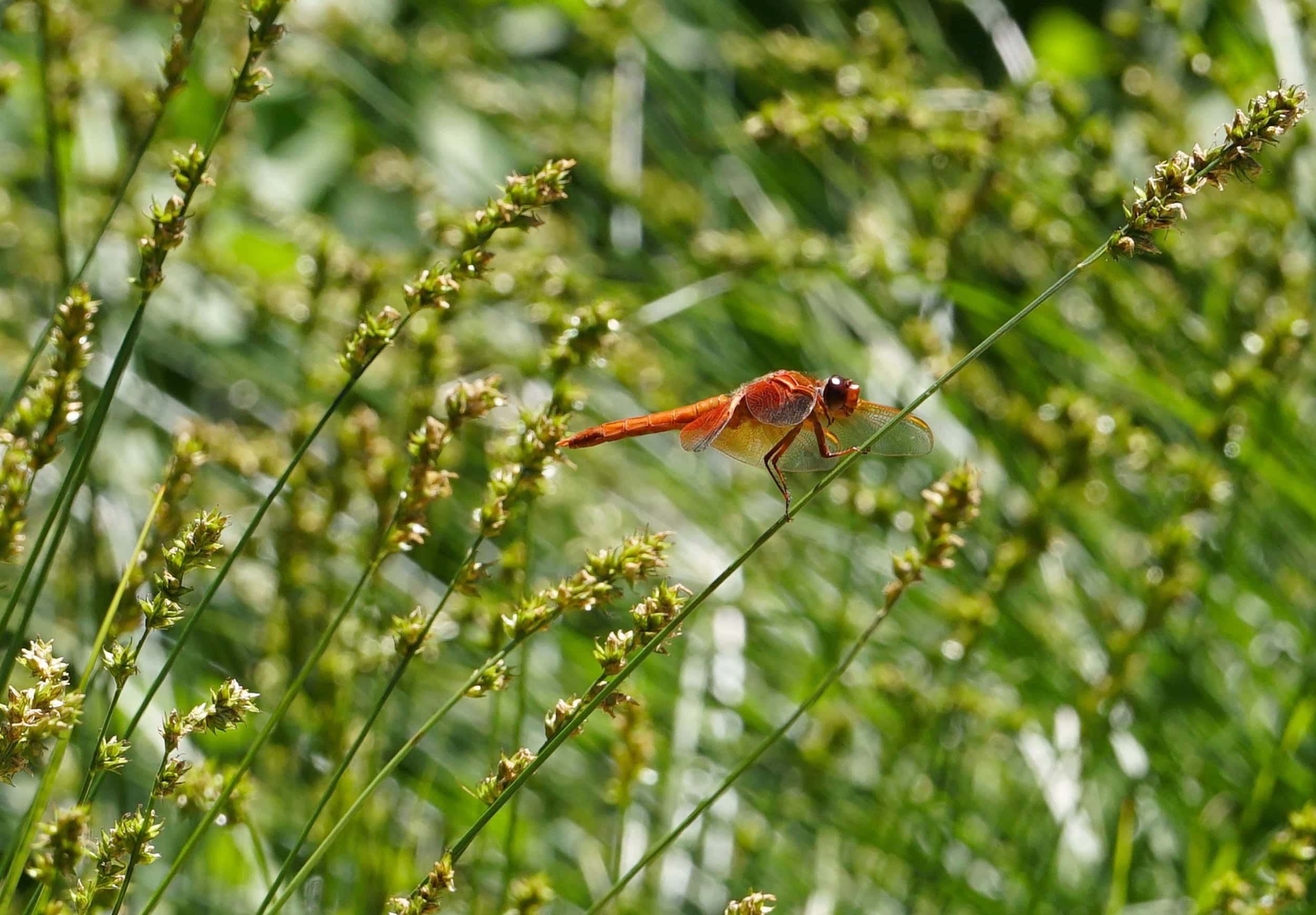 小面积荒野丨Huettl Landscape Architecture-9