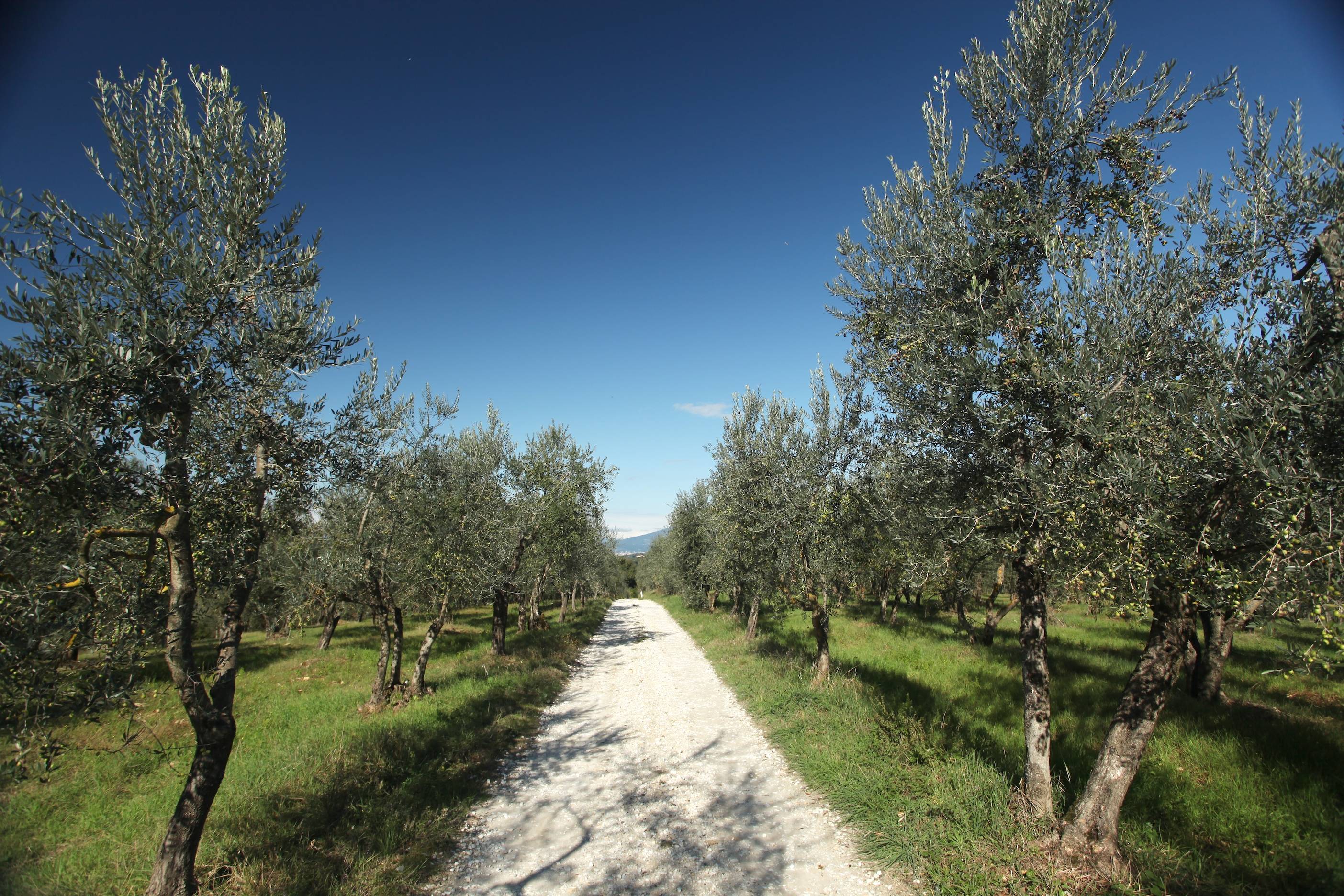 [别墅]意大利佛罗伦萨曼嘉卡纳渡假别墅Villa+Mangiacane-9