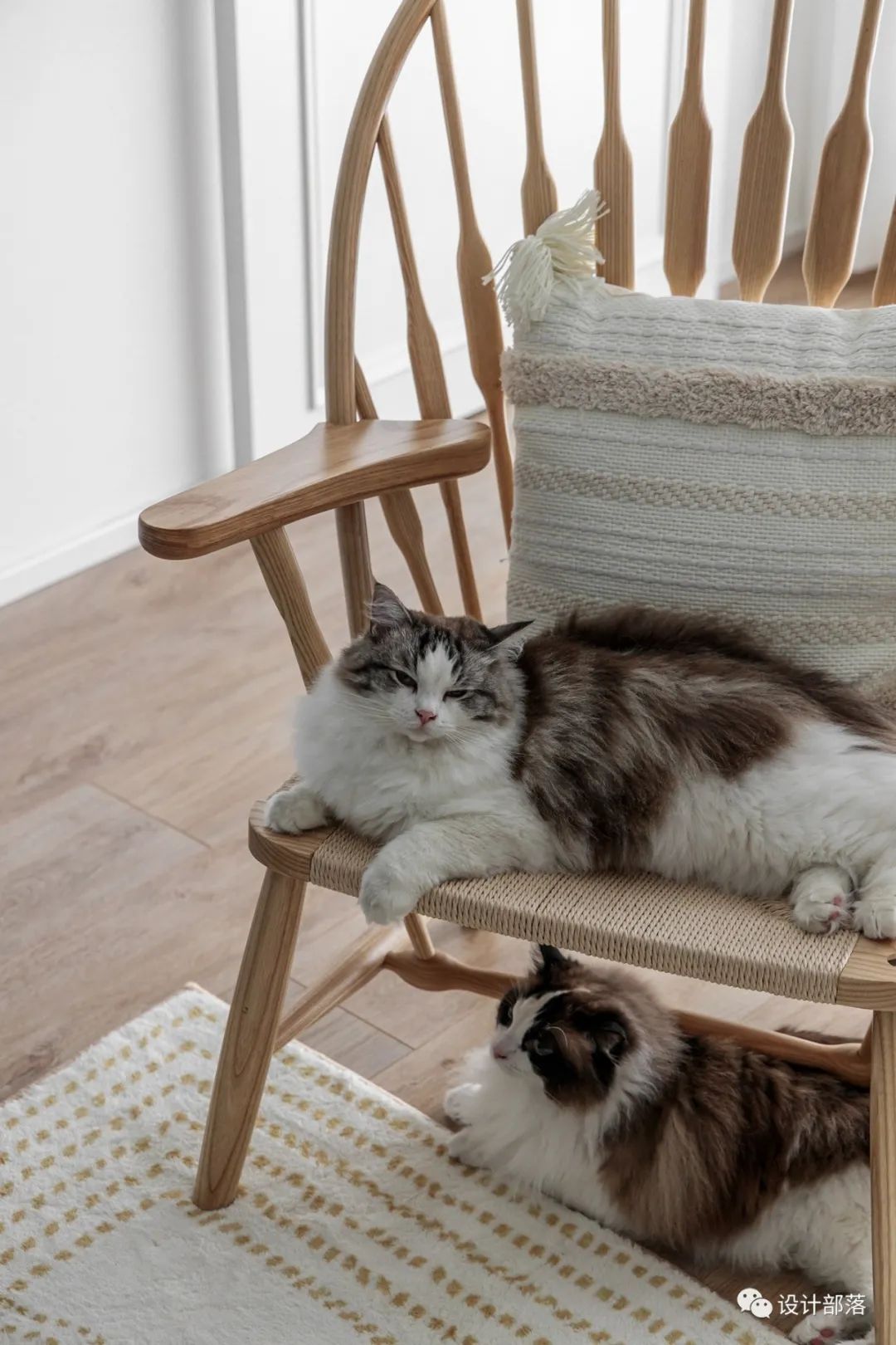 日式猫舍之家丨中国成都-46