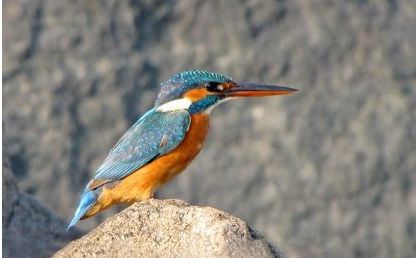 仿生美学 | 景观设计的新视角-15