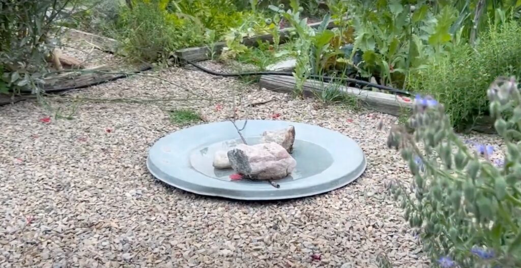 Jardinera Científica的花园（含菜园和鸟类喷泉）丨Dalila（Jardinera Científica）-18