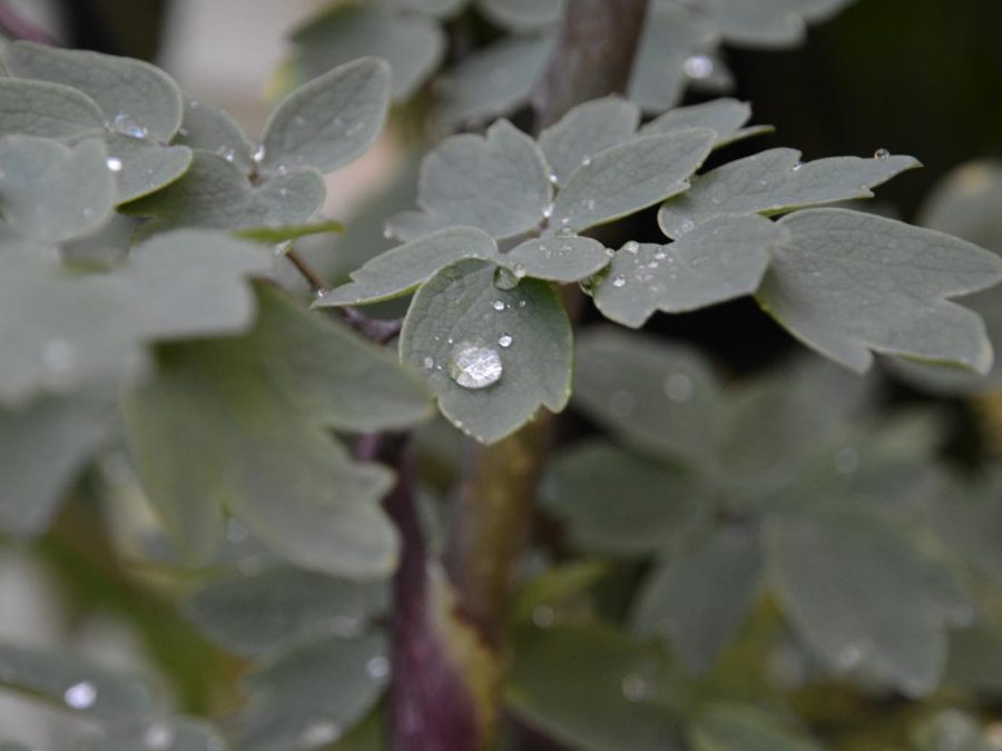 Eau de bonheur - Didier Danet - Entreprise Paysagiste-19