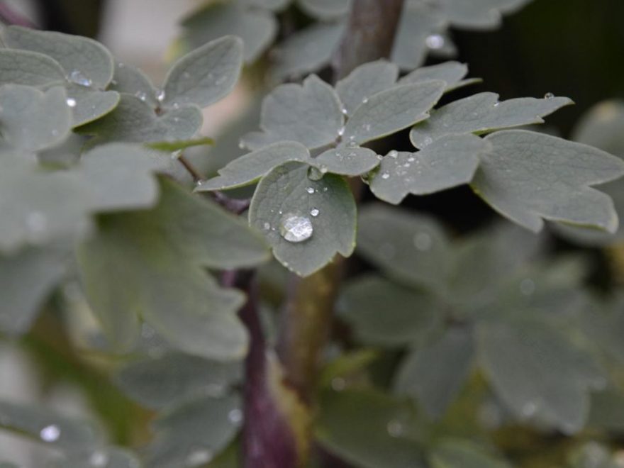 Eau de bonheur - Didier Danet - Entreprise Paysagiste-19