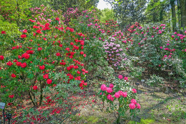 名古屋市东山动植物园之植物园丨日本爱知-57