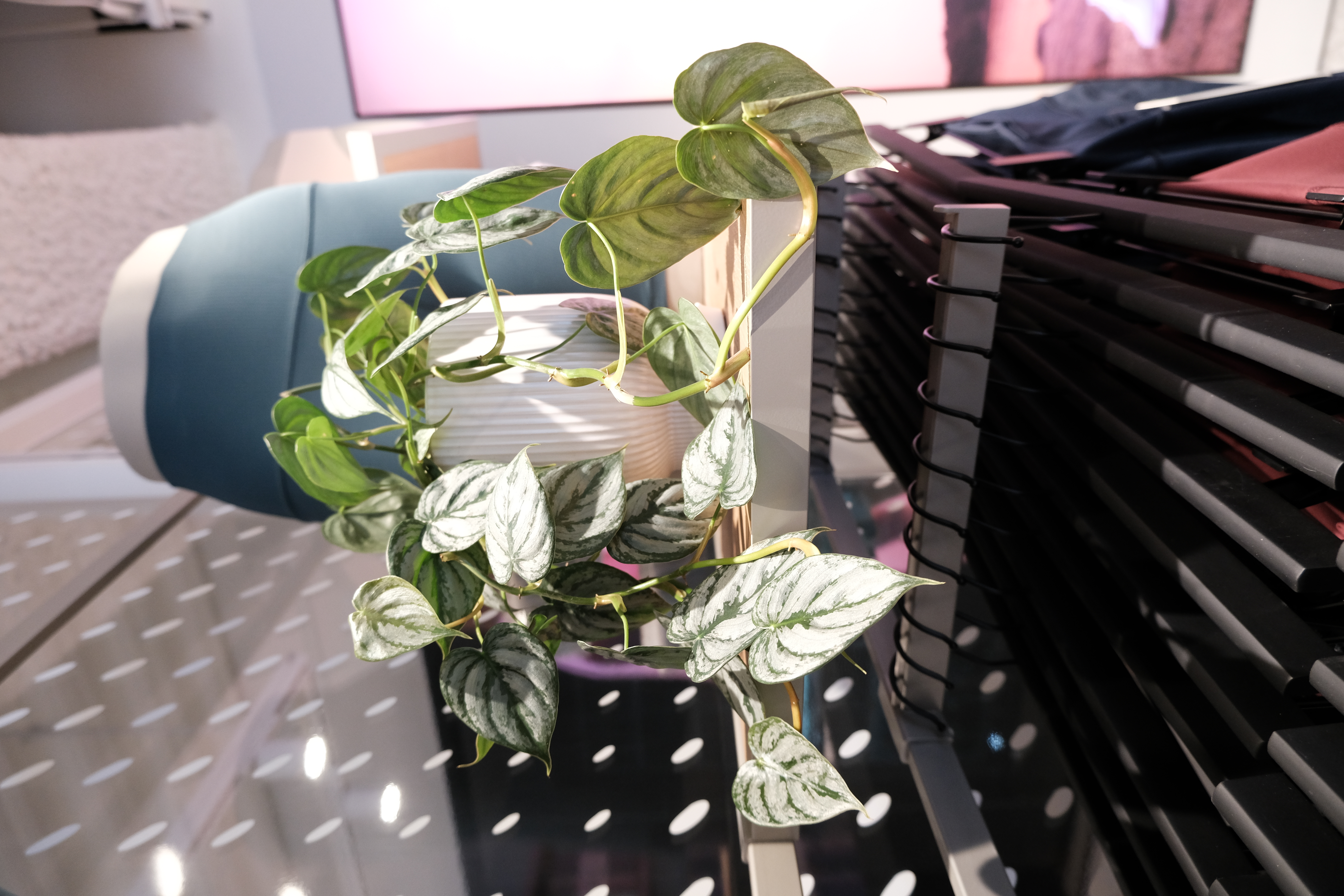 商業空間| lululemon忠孝復興｜植栽風格選配-5