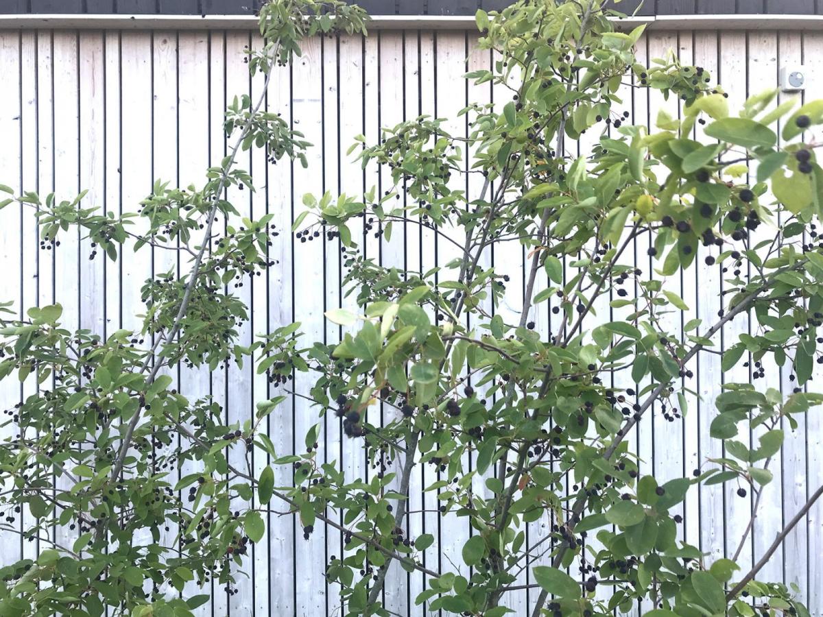 丨NetherlandsAlmere-12