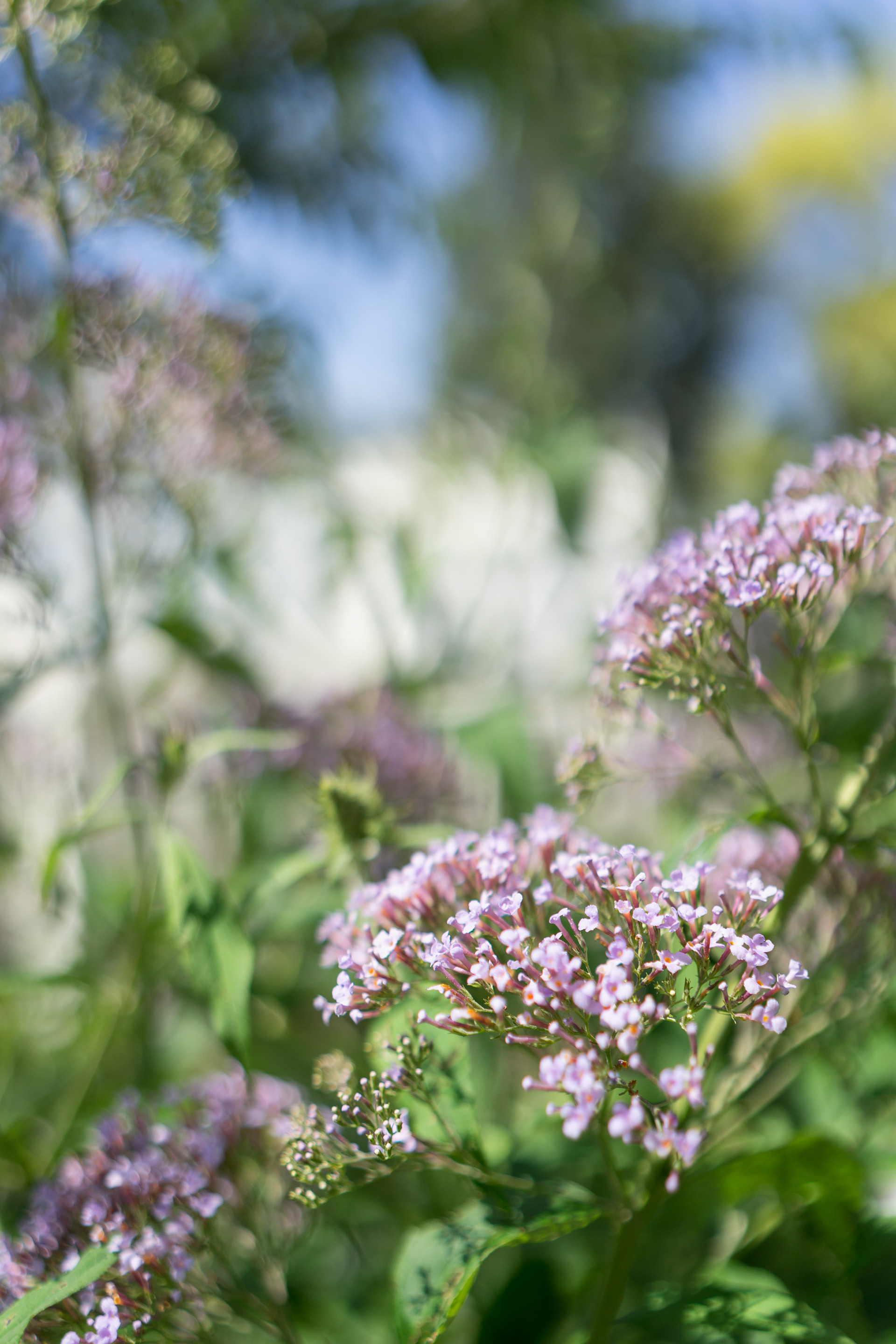 神之英语家居与花园丨加拿大维多利亚丨Marika Zaradzka-4