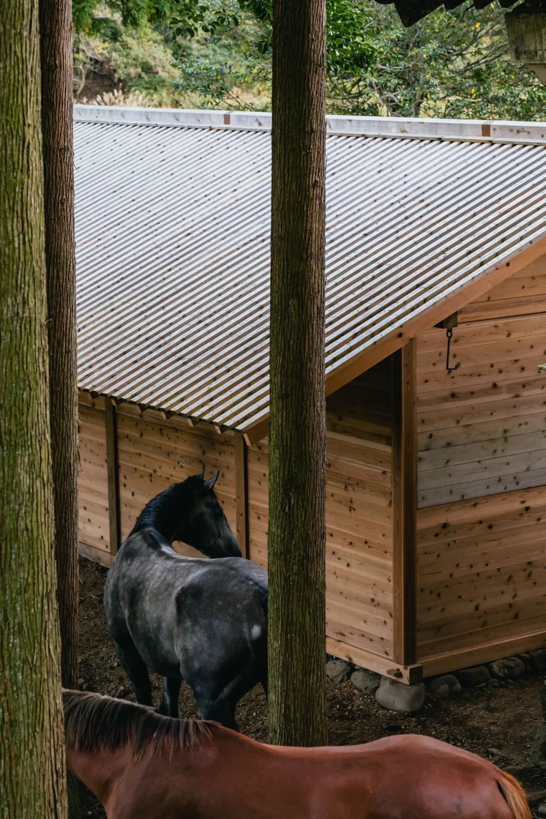 马术圣拉蒙丨墨西哥丨Módica Ledezma-90