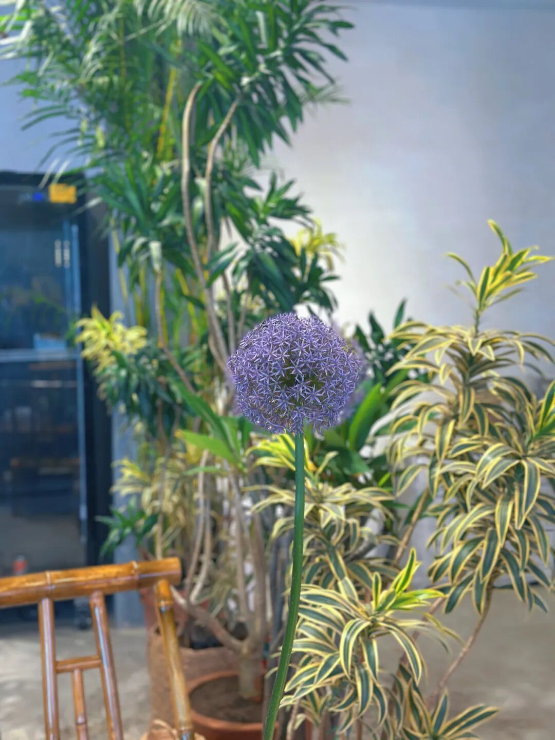 城市中的【小森林】-6