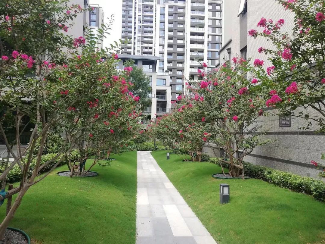 园路列植设计丨上景总工办-98