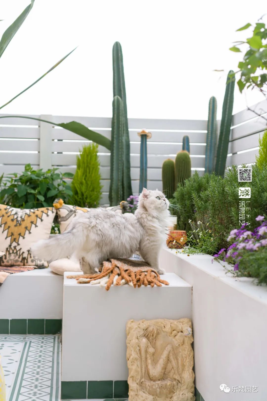 媚媚猫咪的摩洛哥阳台花园丨乐梵园艺-41