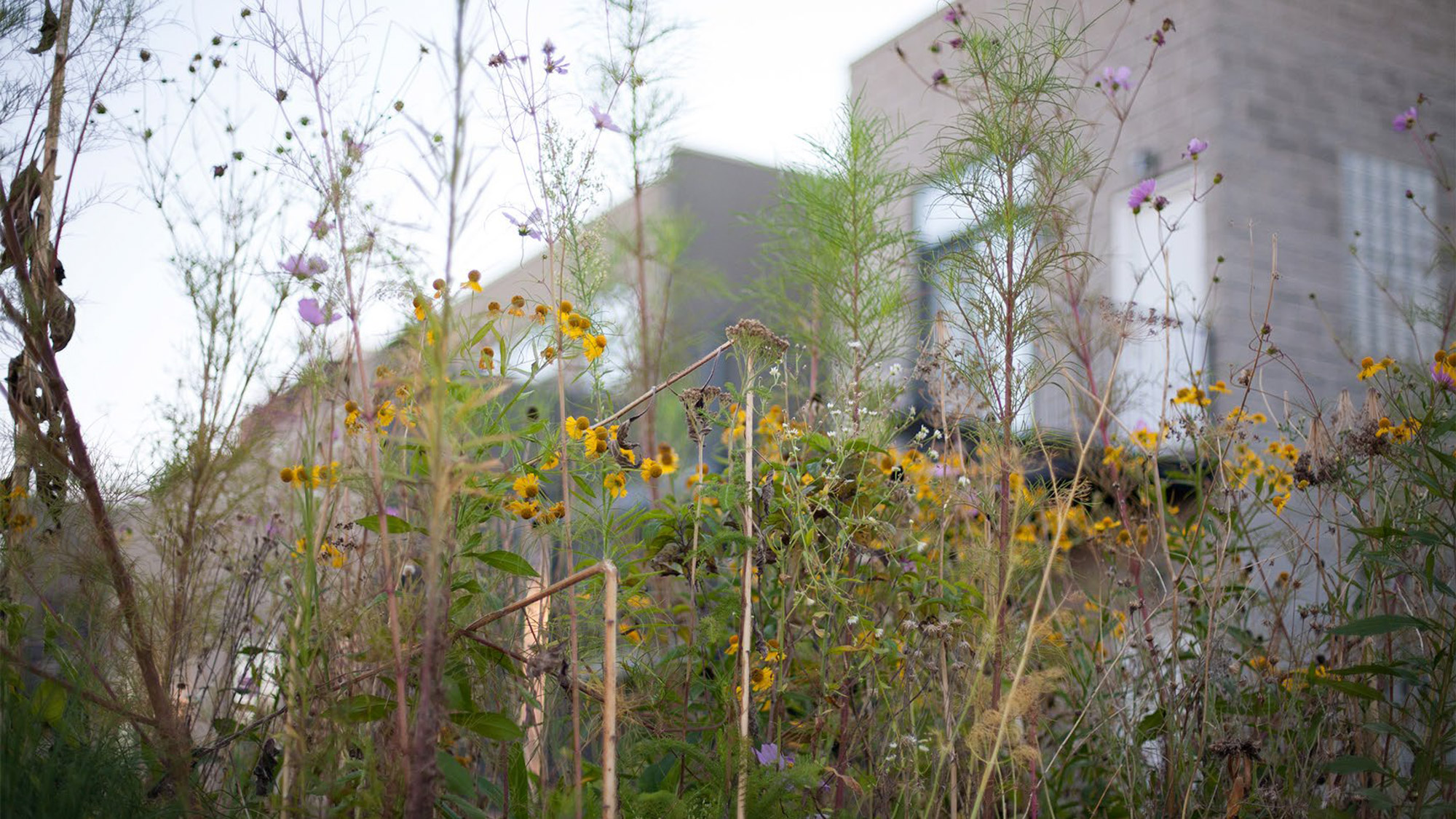 丨美国芝加哥-23