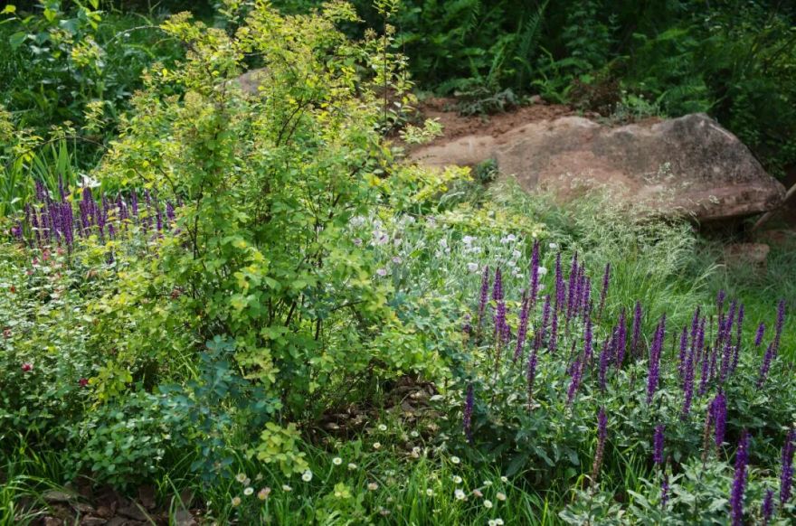 城市掌心的生态山野——麓野公园-241