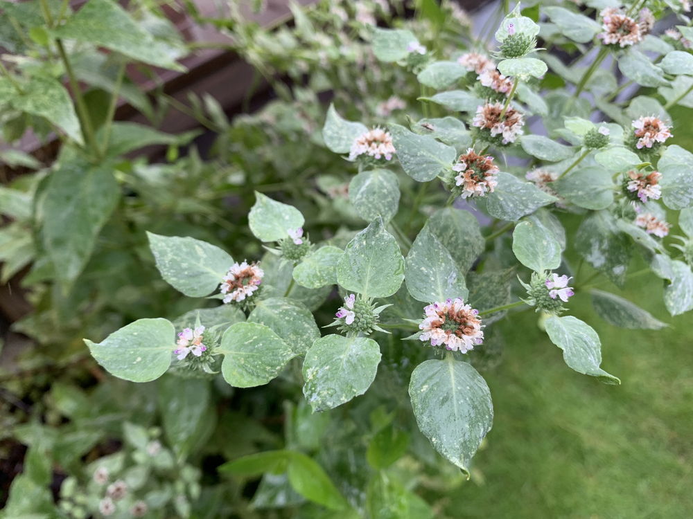 都筑区の庭【庭づくり事例 057】-33