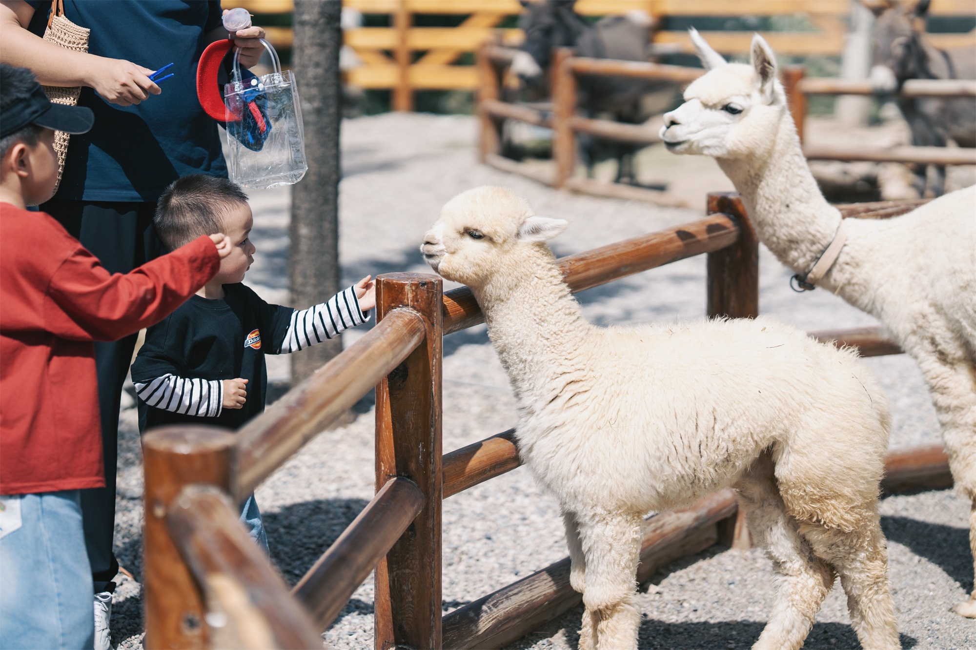 宁夏银川兰多多亲自然乐园丨中国银川丨阿普贝思UP+S-111