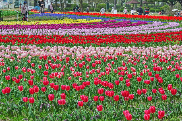 万博記念公園（日本庭園・自然文化園）丨安哥拉万博-54