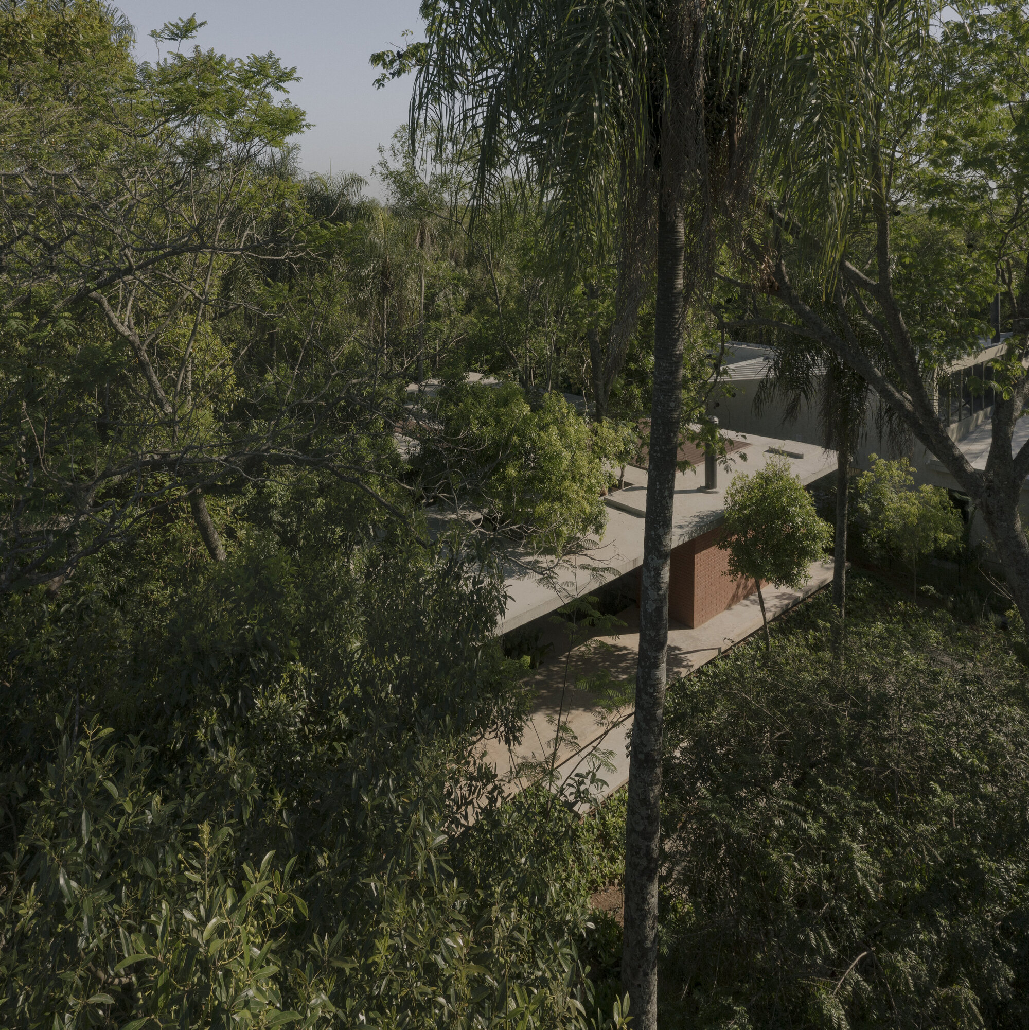 屋内的一片森林丨巴拉圭丨Equipo de Arquitectura-36