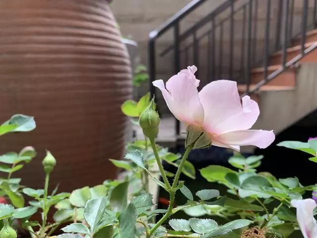 45天改造70㎡自家院子，他仅花4.2万元，改后的花园也太美了吧-61