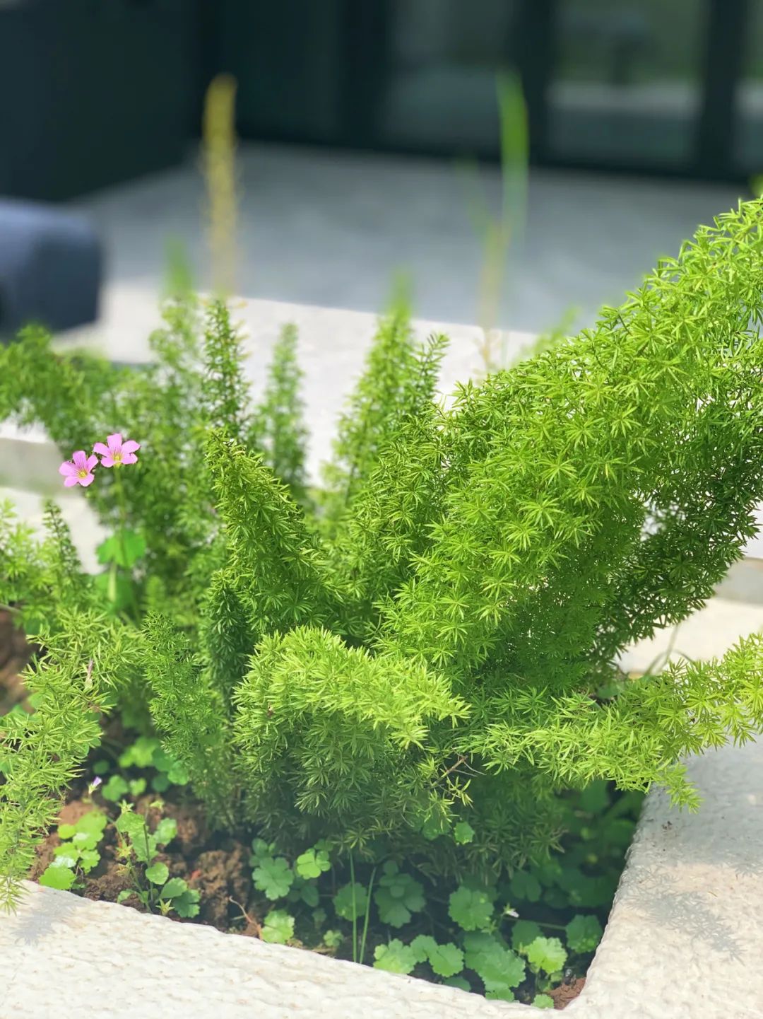 一个没有花的花园，全是绿植的高颜值花园改造，太美了-40