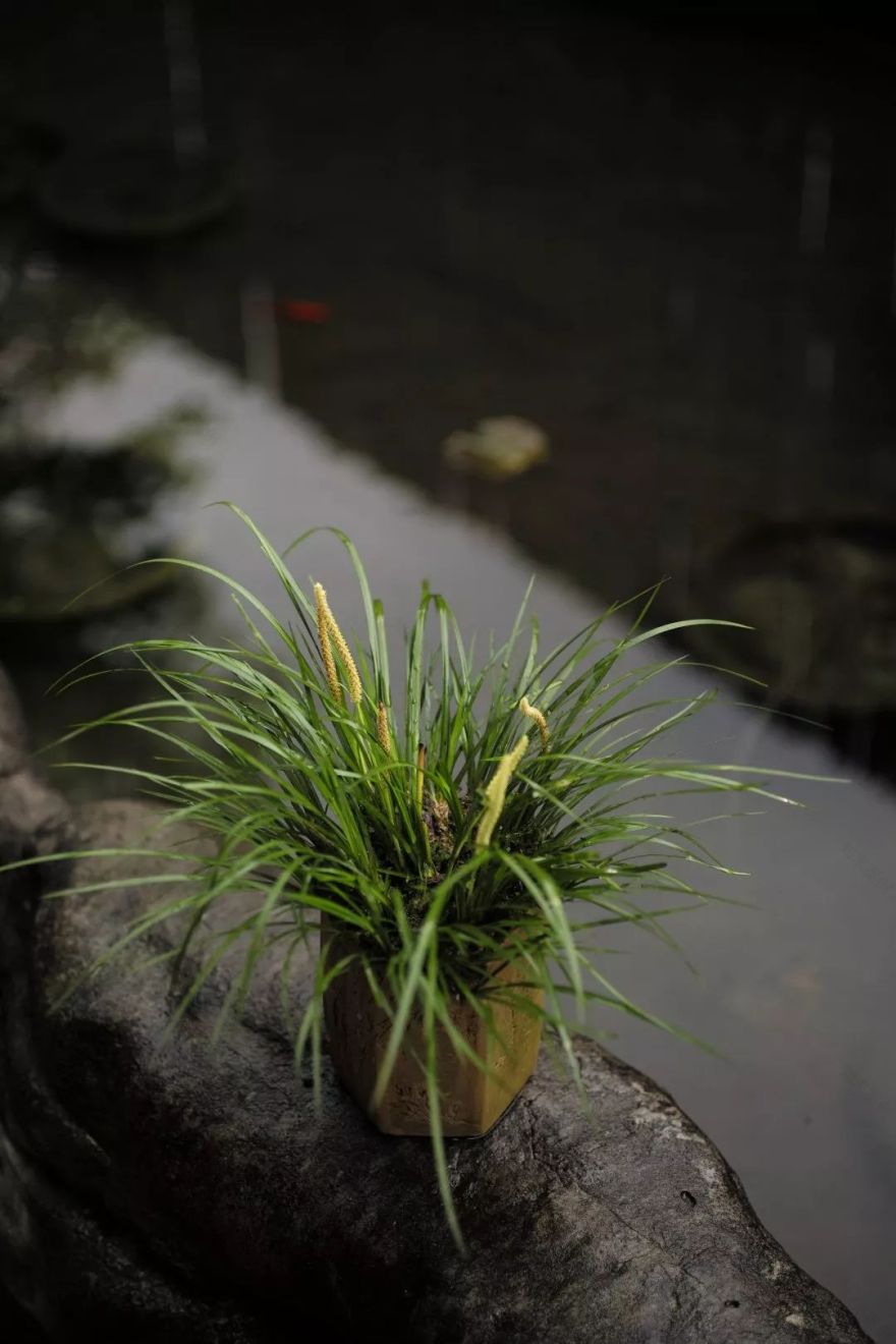 忙中静趣 | 领略生活的美好-33