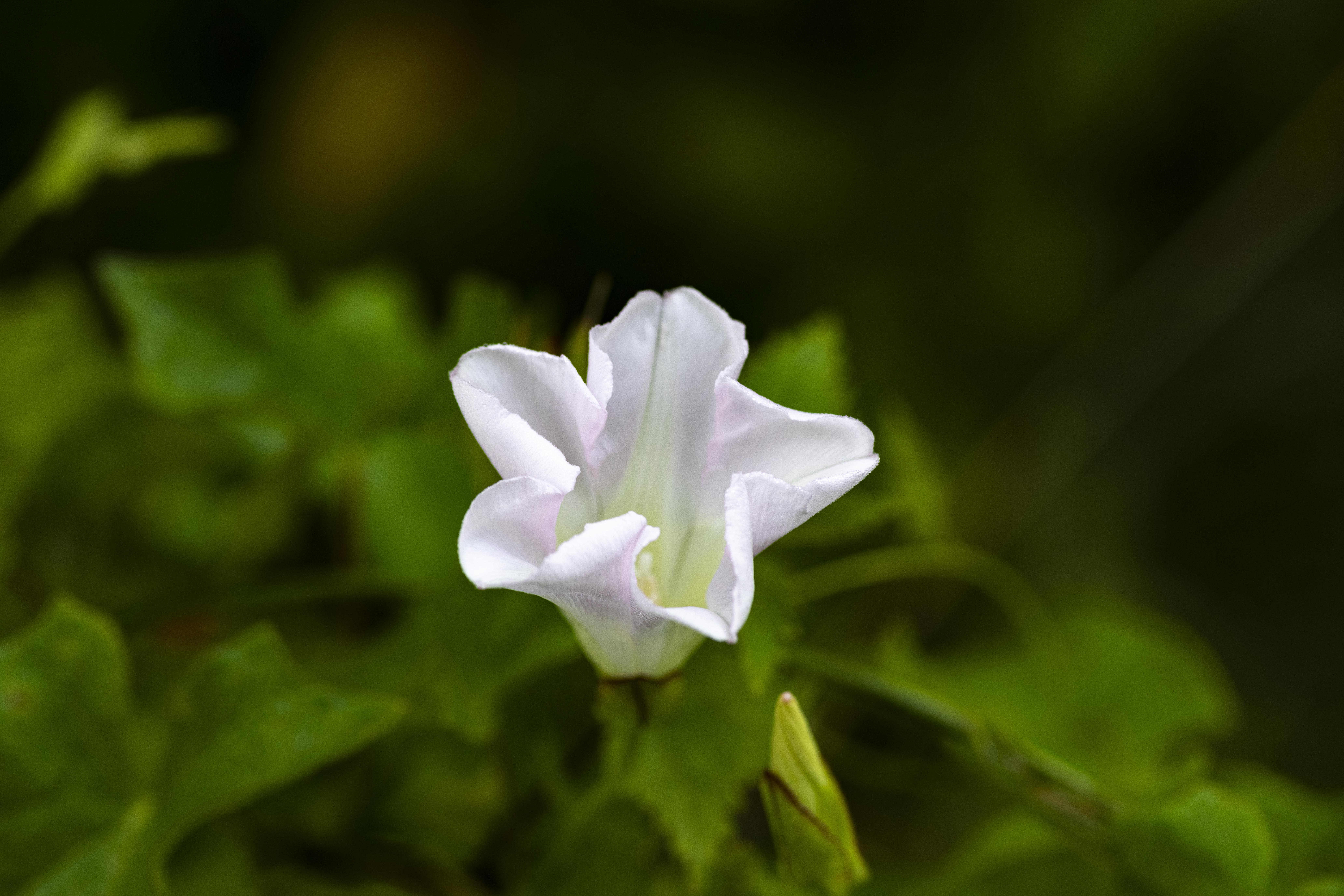 Regte Heide 遗址保护丨荷兰蒂尔堡-5