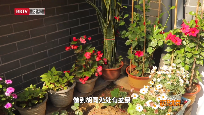 花园城市|跟随同衡专家和《数说北京》探访北新华街“精致花园社区”微更新实践-39