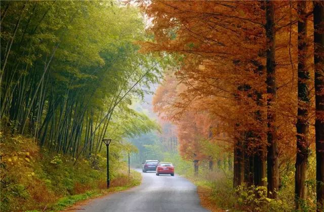 文艺大叔租下8亩林场，花16年种花养草，如今惊艳世人，连美国杂志都给他点赞-62