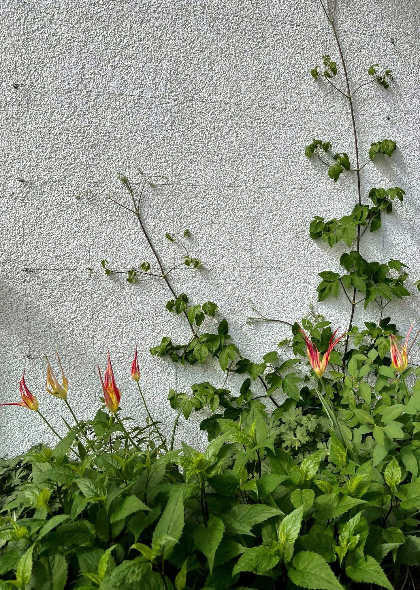 花盆（注：Lauko vazonai是立陶宛语花盆的意思） 丨无法确定-2