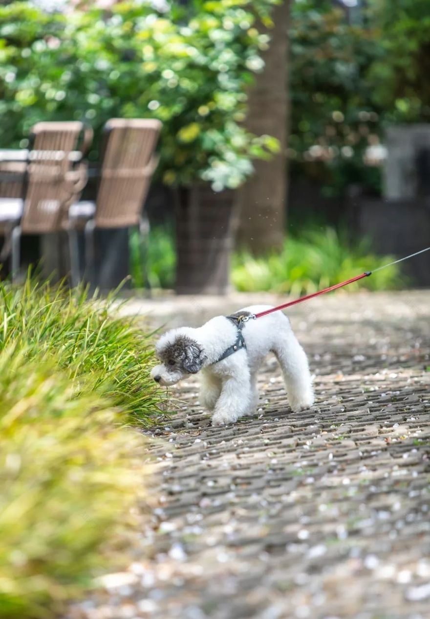 魔都五大赏樱胜地丨中国上海-57