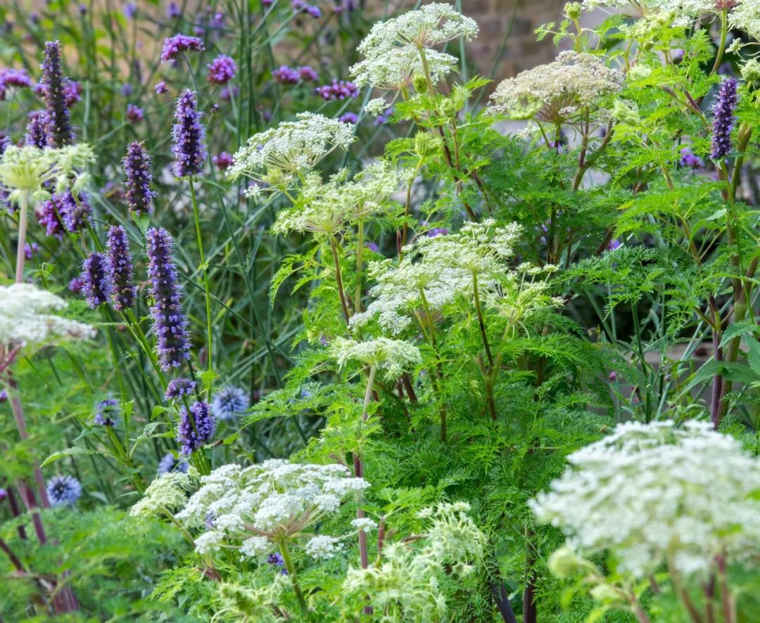 春日几何花园 | 伦敦伊斯灵顿城市后院的色彩与功能共生-16