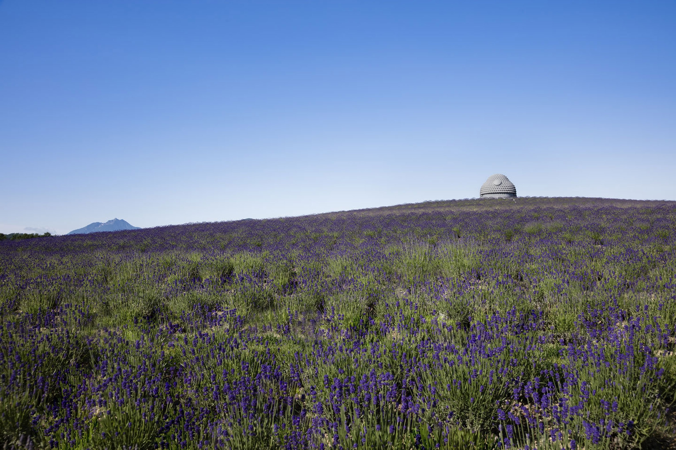 Tadao Ando surrounds huge buddha statue with lavender-covered mound-24