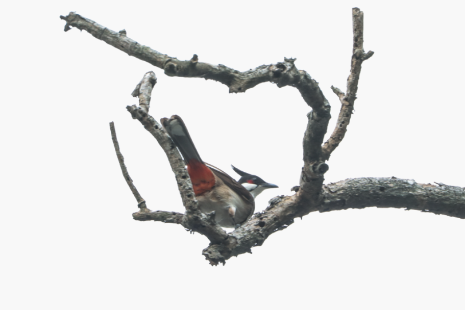 茏腾·探秘自然·鸟类涂鸦之旅-15