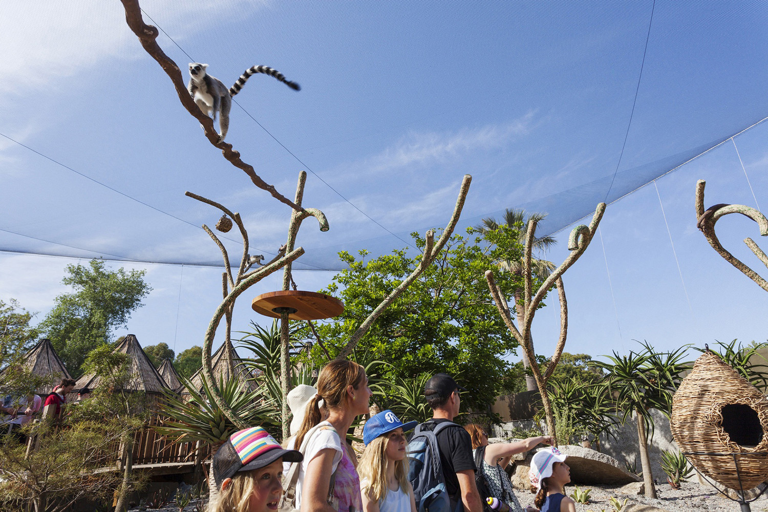 Lemur Exhibit   Snowdon Architects-30