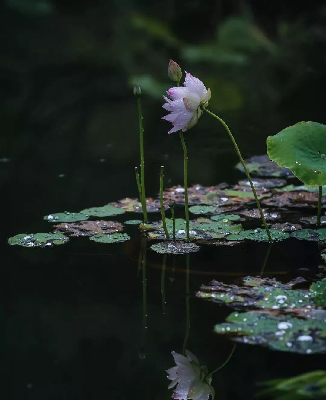 岁月之河中的生活美学-8