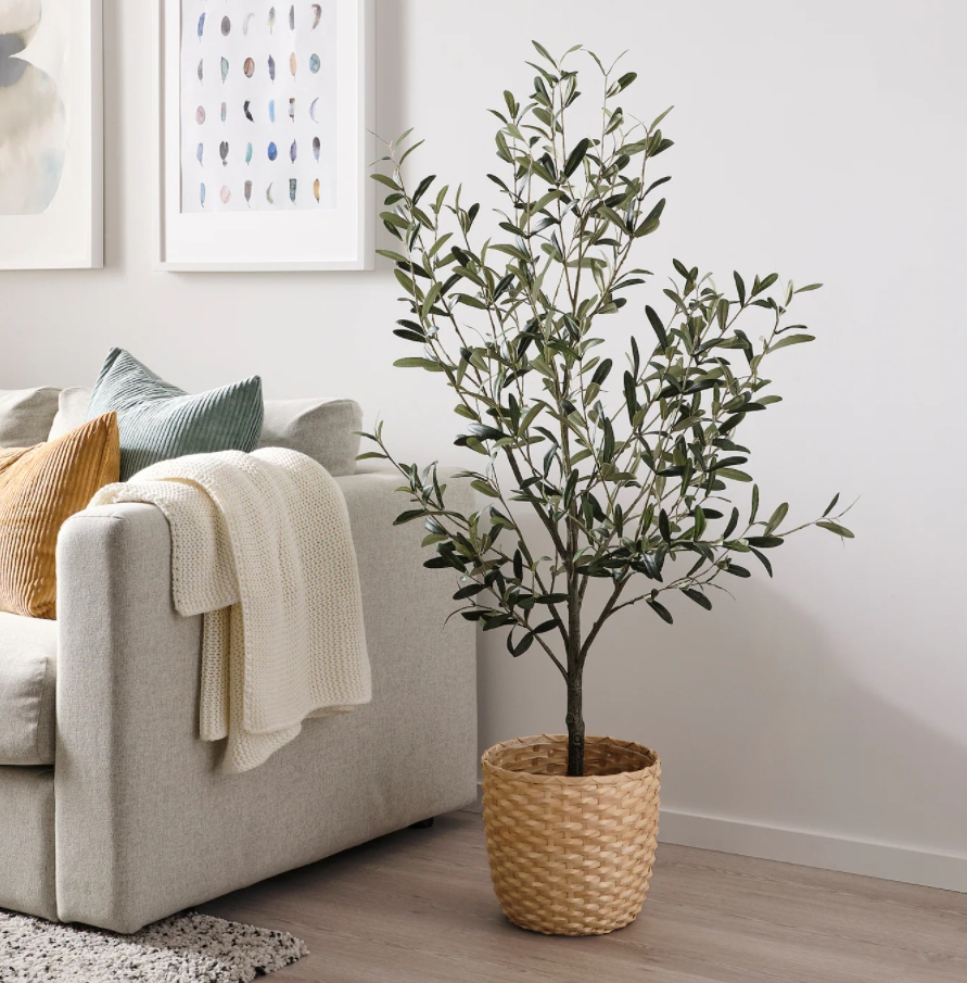 Indoor Olive Tree: Can You Successfully Grow One of Your Own?-8