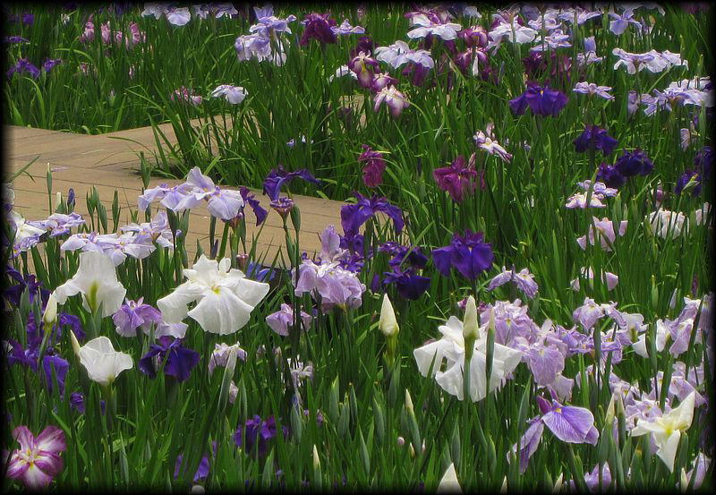 明月院丨日本神奈川-17