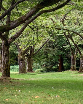 Whispers of Wood