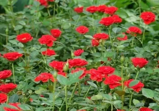 花境设计常用 60 种植物，让花园变得绚丽多彩-160