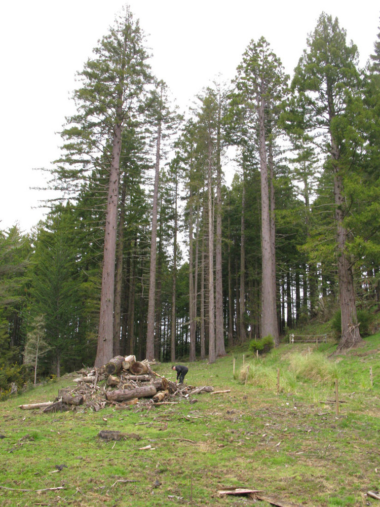 树屋餐厅 | 融入自然的梦幻空间-2