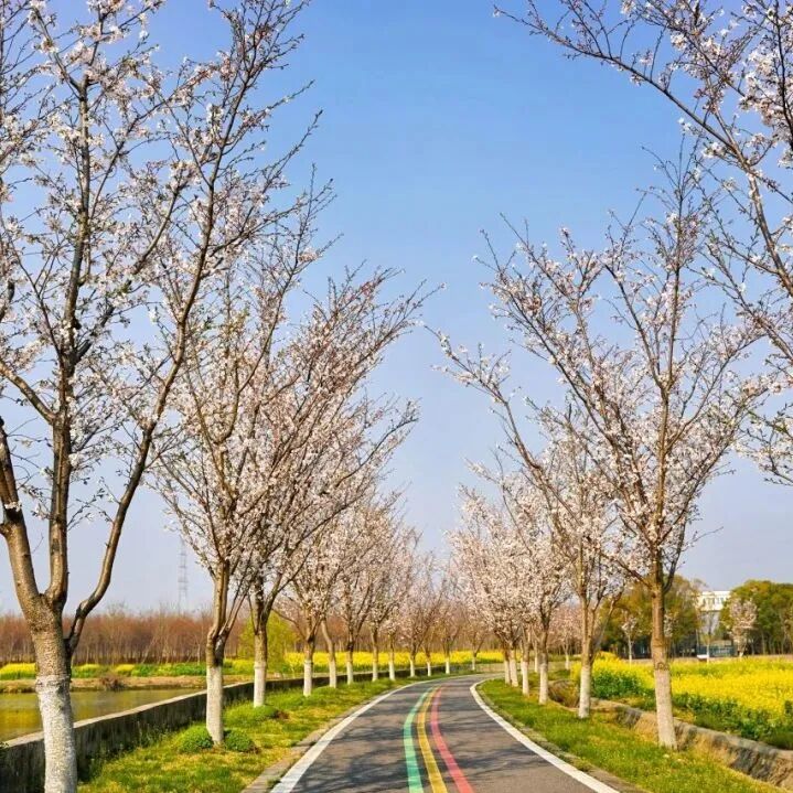 境作|恋“练”春光，“宝藏”踏青地：青浦徐练村，有多好逛？-86