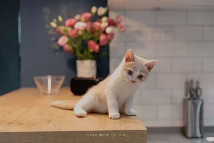 33㎡北欧猫宅,小空间大温馨-125
