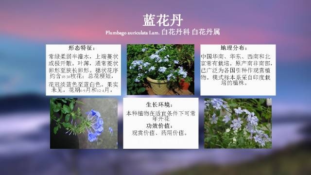 秋凌景观陪伴你学习的第3128天-62