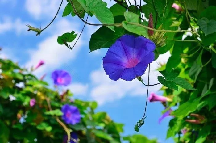 打造惊艳阳台,7 种花卉让空间焕发生机-11