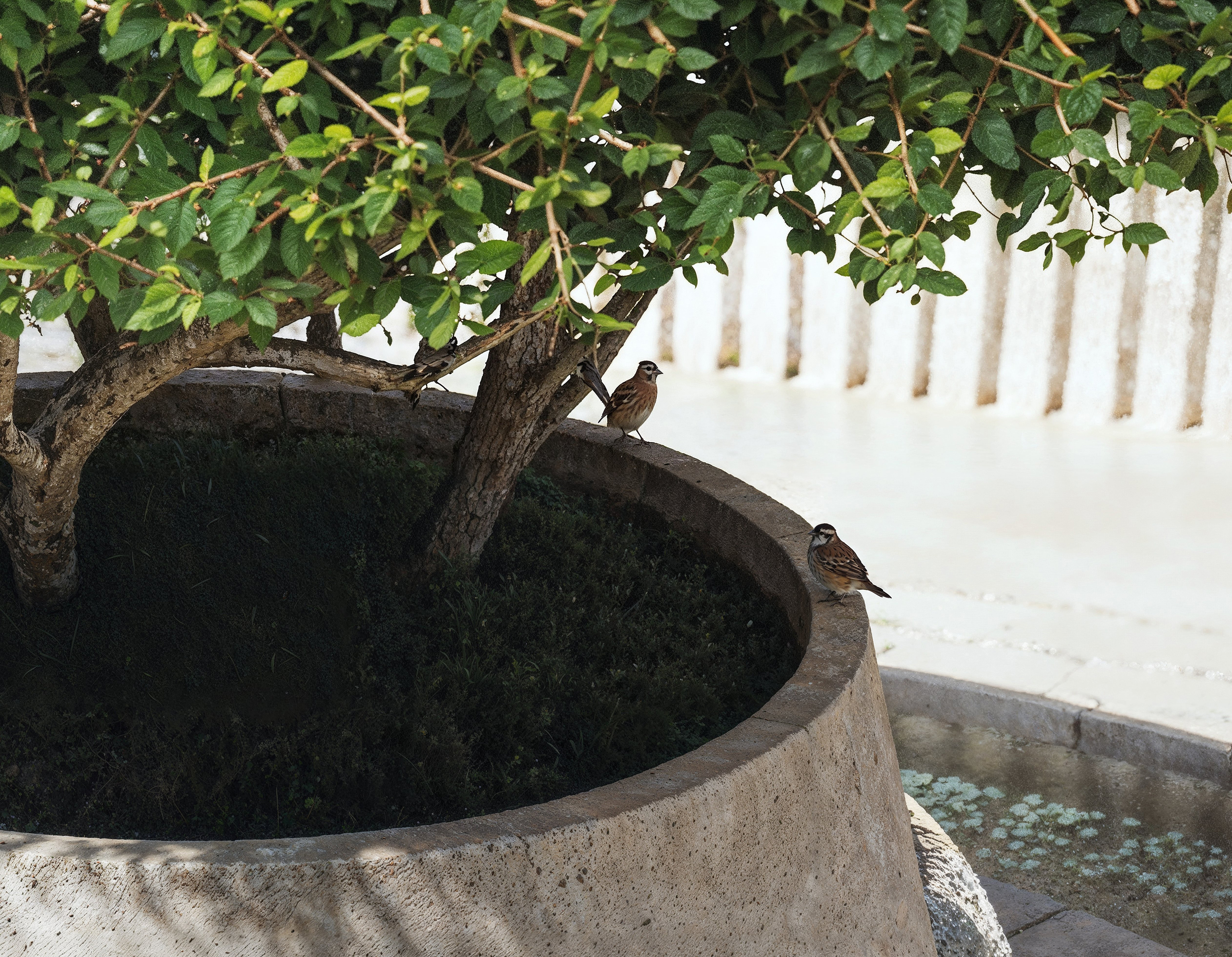 餐厅综合概念丨加拿大丨RendHaus-9