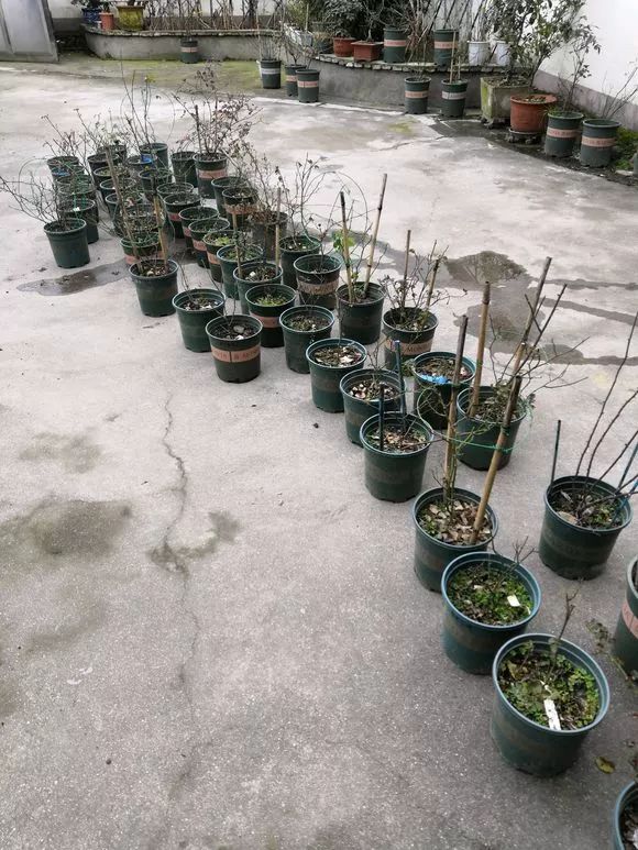 大叔也爱养花，3天造出个小花园，一分钱没花！-88