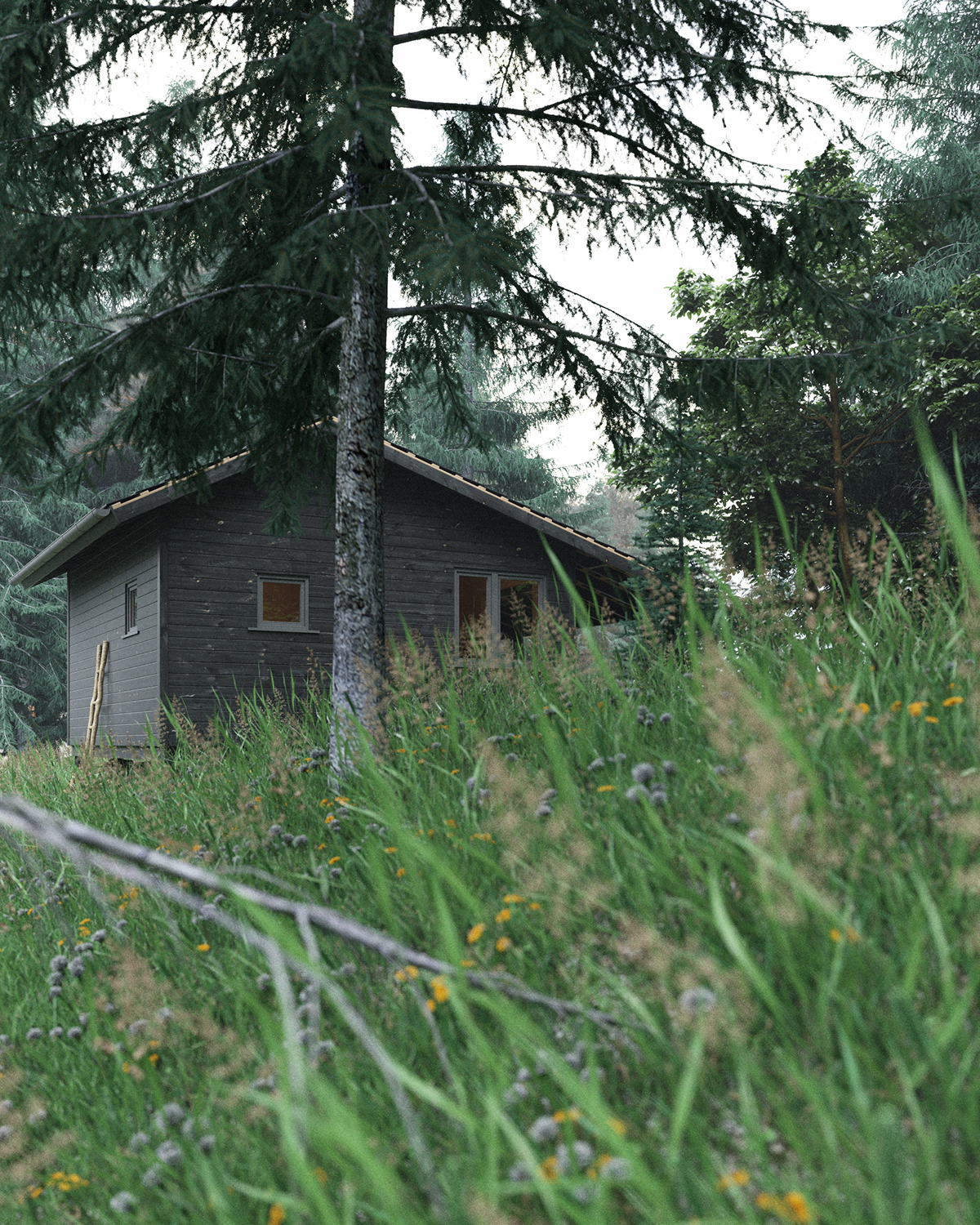 Morning in the forest-4